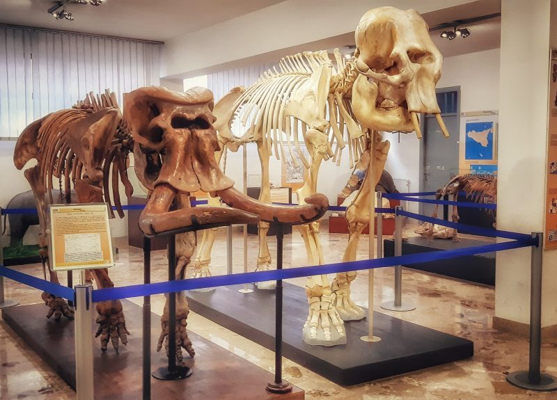 MUSEO GEMMELLARO DI PALERMO